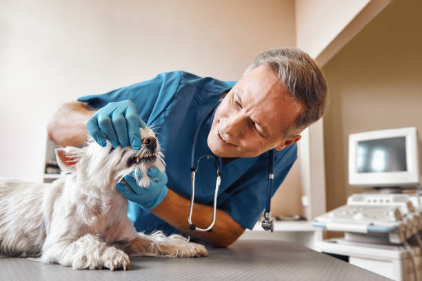 Best 24-Hour Emergency Dentist in South Sarasota, FL
